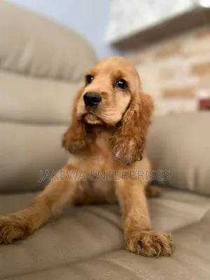 1-3 months Female Purebred English Cocker Spaniel