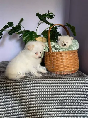 1-3 months Male Purebred Japanese Spitz