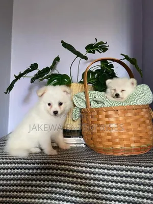 1-3 months Female Purebred Japanese Spitz