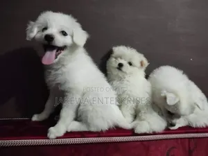 1-3 months Male Purebred Maltese