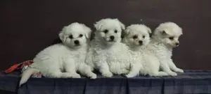 1-3 months Female Purebred Maltese