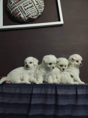 1-3 months Male Purebred Maltese