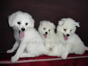 1-3 months Female Purebred Maltese