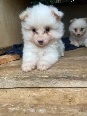 1-3 months Male Purebred Maltese