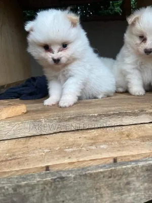 1-3 months Male Purebred Maltese