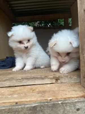 1-3 months Male Purebred Maltese
