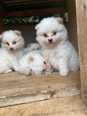 1-3 months Female Purebred Maltese