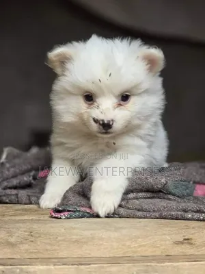 1-3 months Male Purebred Maltese
