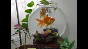 Aquarium Bowl With Fish and Deco