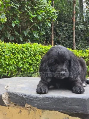 1-3 months Male Purebred English Cocker Spaniel