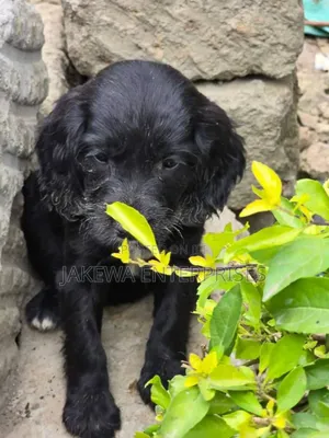 1-3 months Female Purebred English Cocker Spaniel