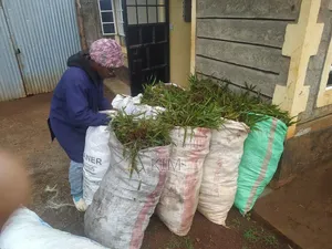 Pemba Grass