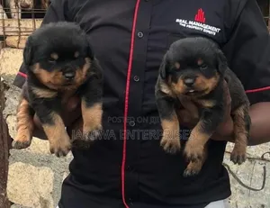 1-3 months Female Purebred Rottweiler