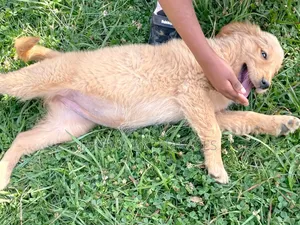 1-3 months Female Purebred Golden Retriever