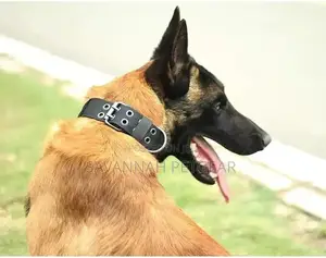 Urbadog Heavy Duty Adjustable Dog Collar, Padding Reflective