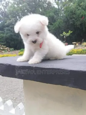 1-3 months Male Purebred Maltese