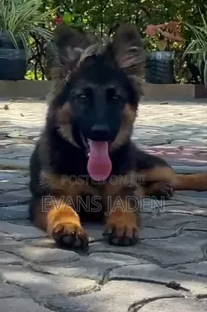 1-3 months Male Purebred German Shepherd