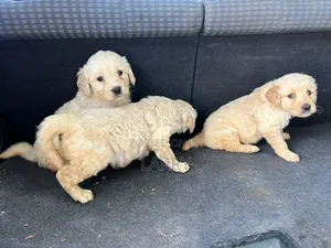 1-3 months Female Purebred Golden Retriever