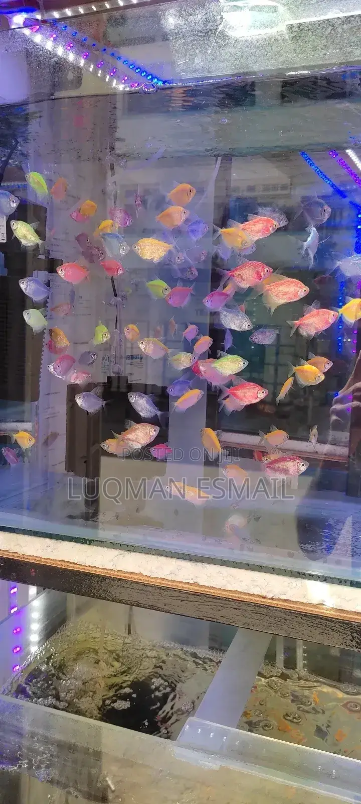Glo Tetras