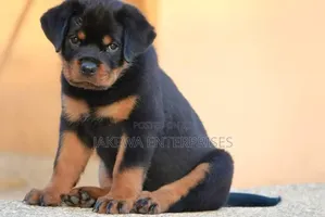 1-3 months Male Purebred Rottweiler