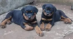 1-3 months Female Purebred Rottweiler