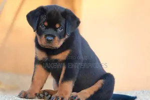 1-3 months Male Purebred Rottweiler