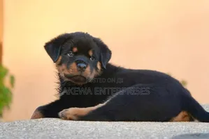 1-3 months Female Purebred Rottweiler
