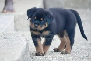 1-3 months Male Purebred Rottweiler