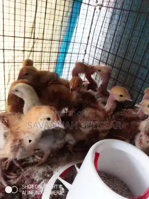 3 Weeks Old Sasso F1 Chicks