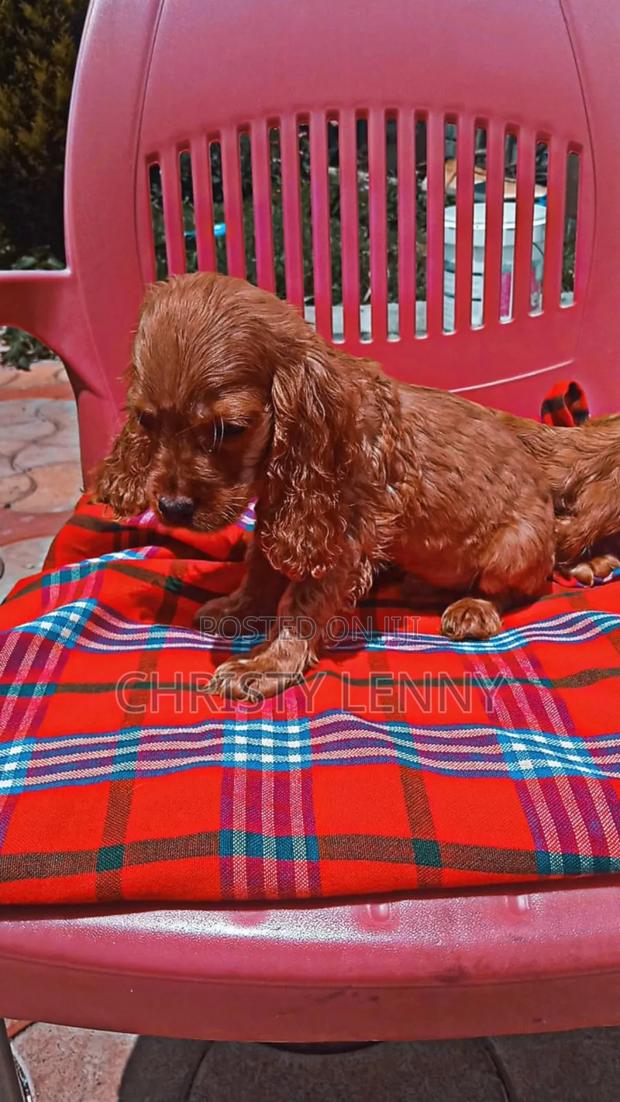 1-3 months Male Purebred Cocker Spaniel - thumbnail 14