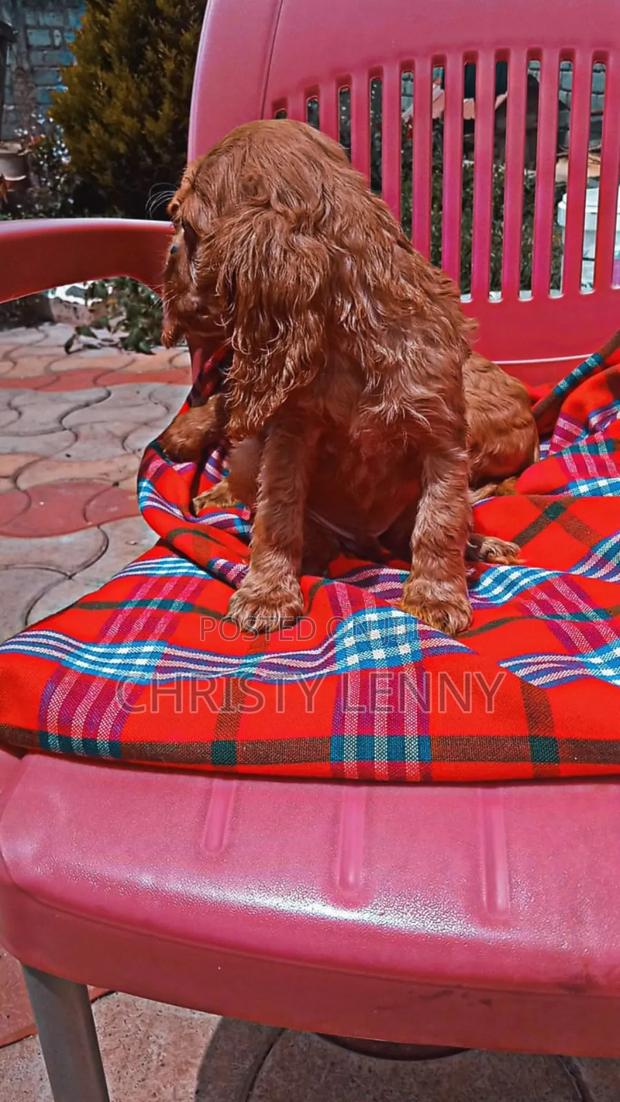 1-3 months Male Purebred Cocker Spaniel - thumbnail 15