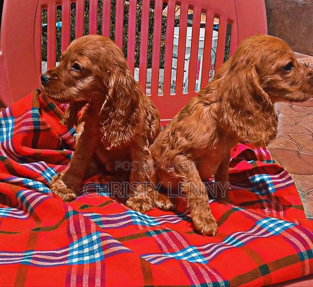 1-3 months Male Purebred Cocker Spaniel - thumbnail 11