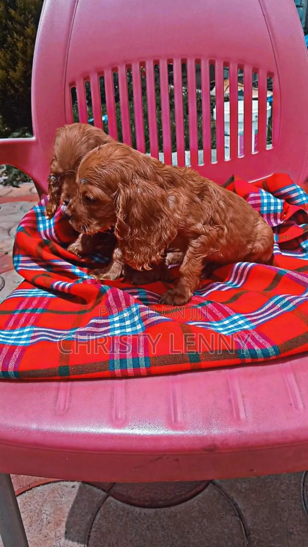 1-3 months Male Purebred Cocker Spaniel - thumbnail 13