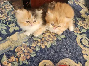 1-3 months Male Purebred Persian