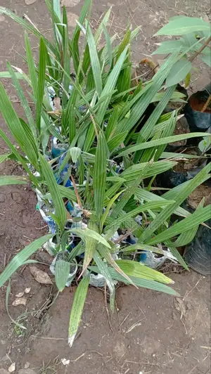 Dates Palm Seedlings