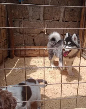 1-3 months Male Purebred Siberian Husky