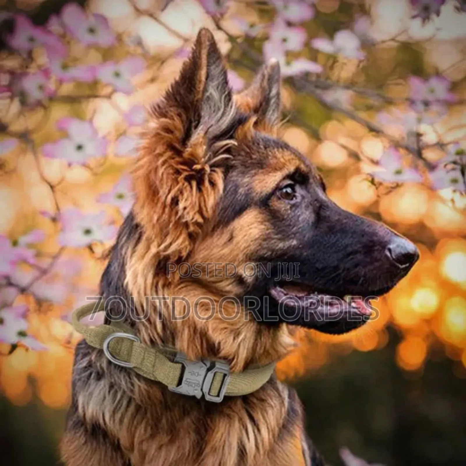 Dog Collars Tactical