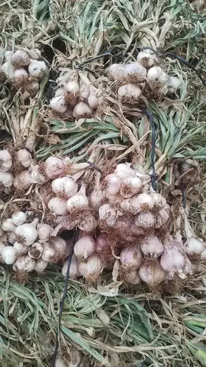 Fresh Garlic
