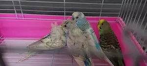 Flower Budgies