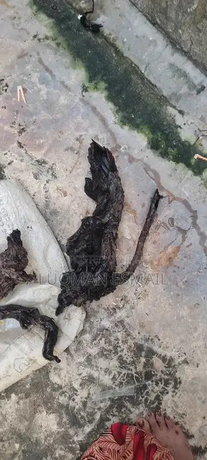 Aquarium Driftwood