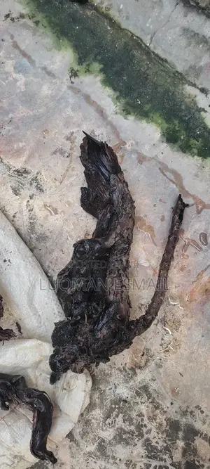 Aquarium Driftwood