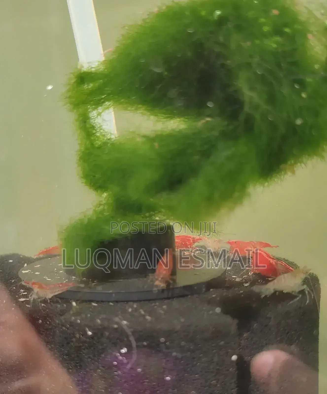 Red Cherry Shrimps