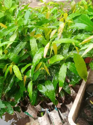 Ashok Trees