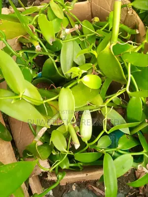 Vanilla Seedlings
