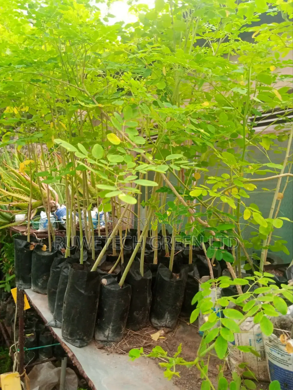 Moringa Oliefera Seedlings