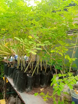 Moringa Oliefera Seedlings