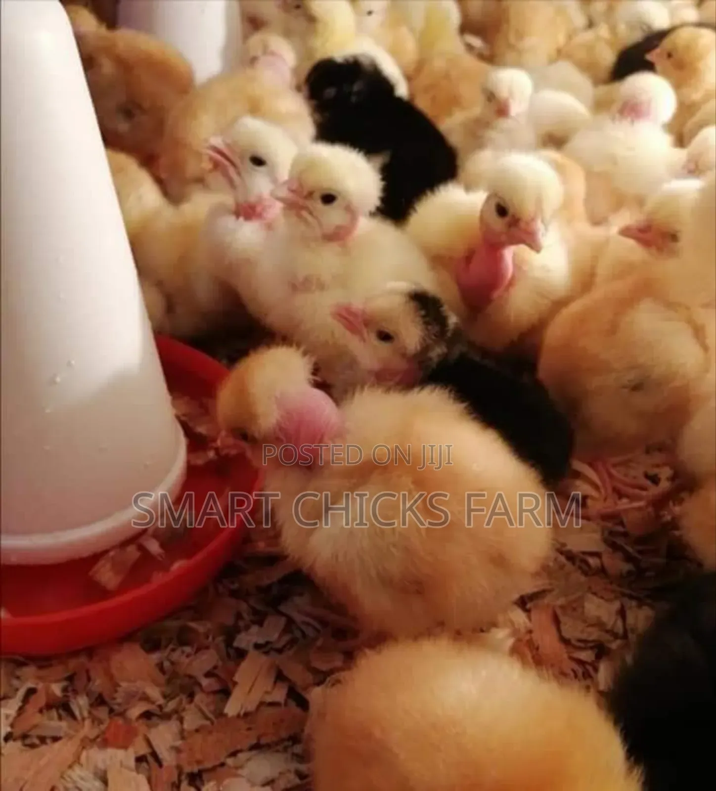 3days Old Chicks