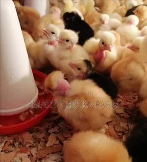 3days Old Chicks