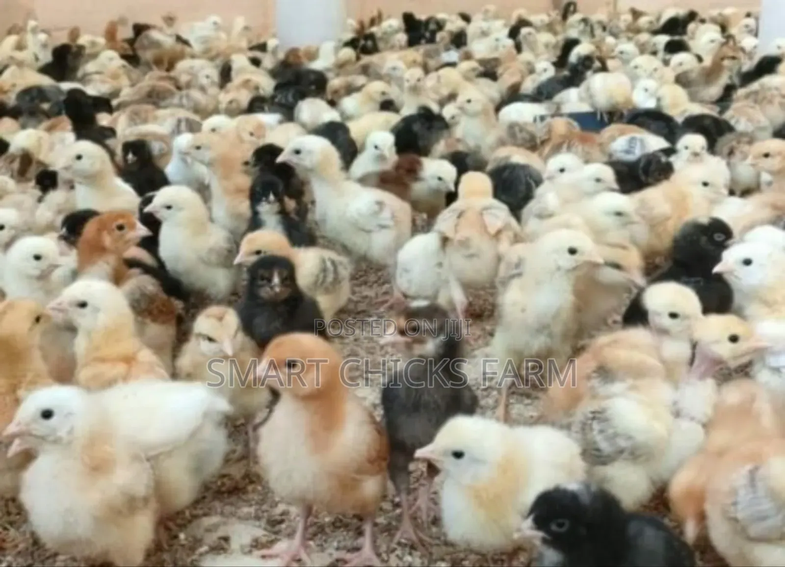 3days Old Chicks