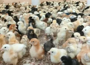 3days Old Chicks